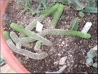 Stapelianthus pilosus